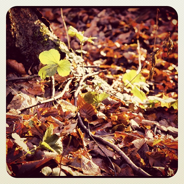 last fall