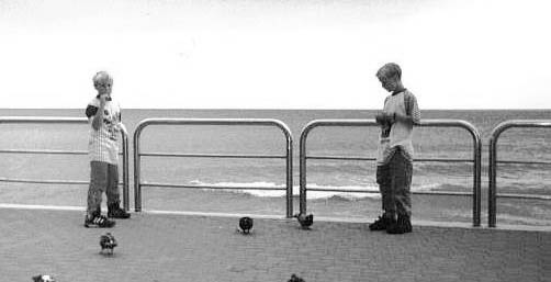 feed the birds