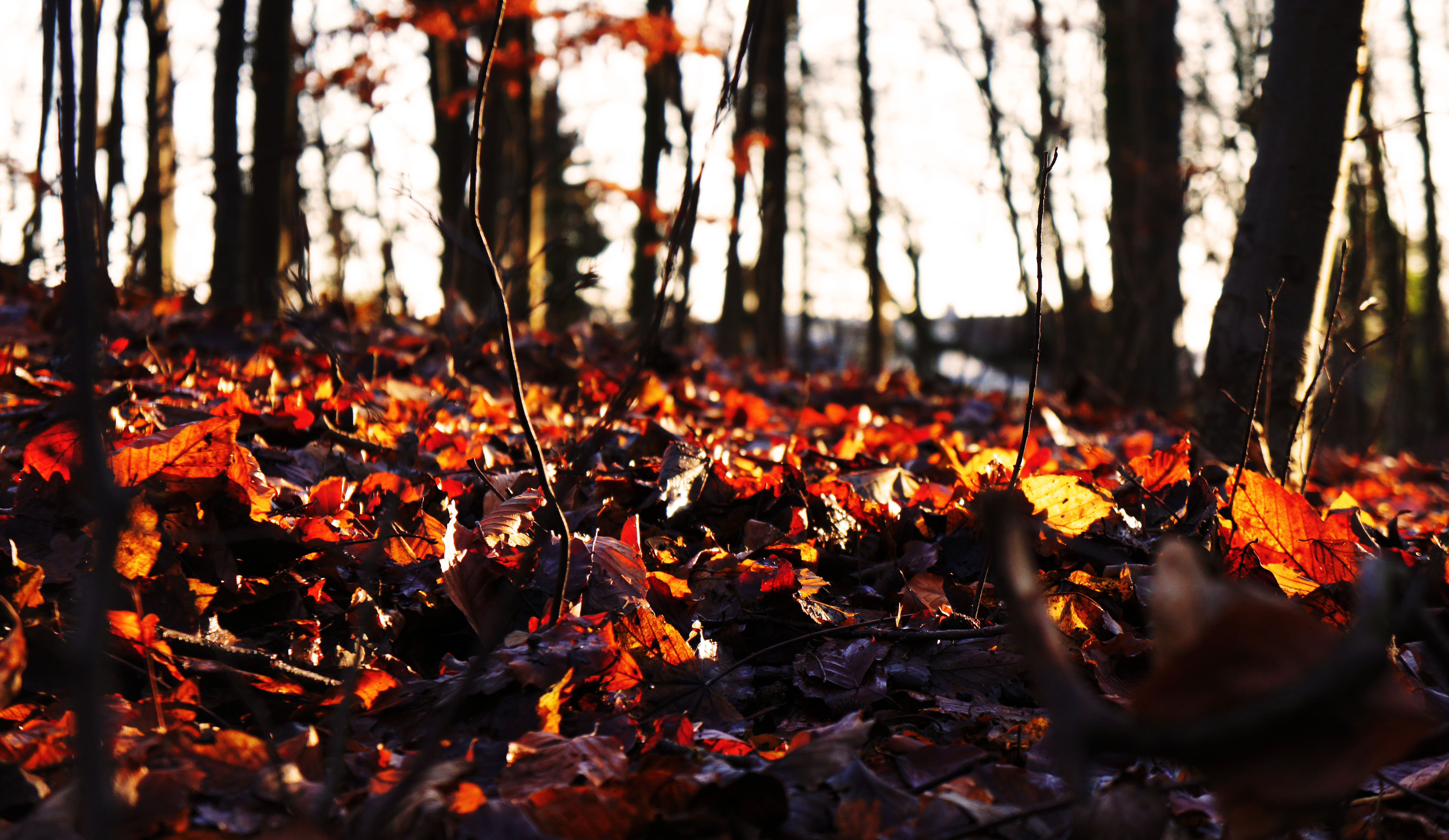 leaves fall
