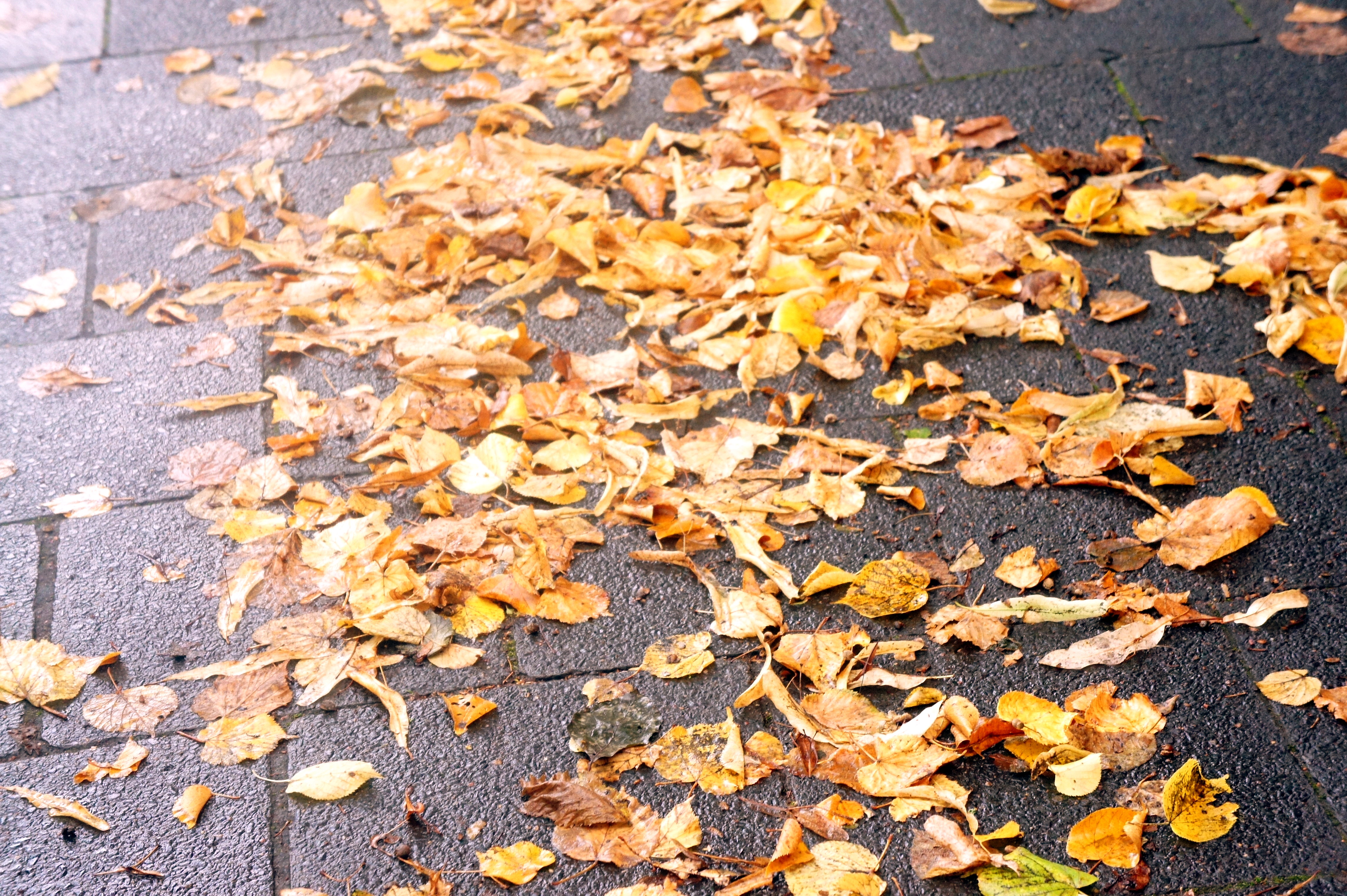 on the ground