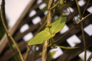 SONY DSC