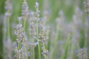 10488195_732083523516170_1528031125512154941_n